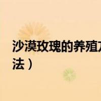 沙漠玫瑰的养殖方法和注意事项有哪些（沙漠玫瑰的养殖方法）