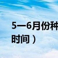 5一6月份种什么菜合适（小白菜种植方法和时间）