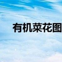 有机菜花图片高清图片（有机菜花图片）