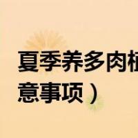 夏季养多肉植物的注意事项（养多肉植物的注意事项）
