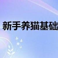 新手养猫基础知识蓝猫（新手养猫基础知识）