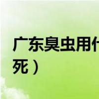 广东臭虫用什么药治最有效（广东臭虫怎么杀死）