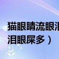 猫眼睛流眼泪眼屎多用什么药（幼猫眼睛流眼泪眼屎多）