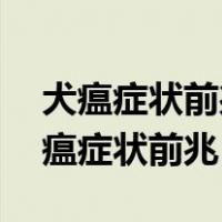 犬瘟症状前兆40天金毛幼犬身上有虱子（犬瘟症状前兆）