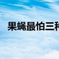 果蝇最怕三种东西（果蝇怎么消灭小窍门）