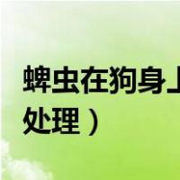 蜱虫在狗身上狗会难受吗（蜱虫在狗身上怎么处理）