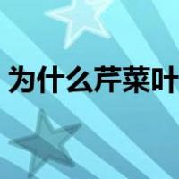 为什么芹菜叶子不能吃（芹菜可以炒鸡蛋吗）