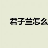 君子兰怎么繁殖种子（君子兰怎么繁殖）