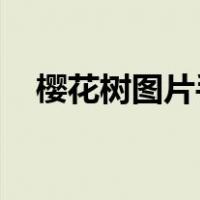 樱花树图片手绘 彩铅（樱花树图片手绘）