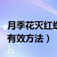 月季花灭红蜘蛛的最有效方法（灭红蜘蛛的最有效方法）