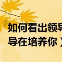 如何看出领导在培养你中的优势（如何看出领导在培养你）
