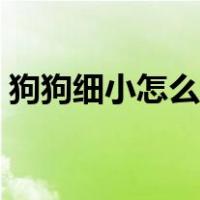 狗狗细小怎么治疗最好（狗狗细小怎么治疗）