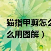猫指甲剪怎么用图解指甲剪开了（猫指甲剪怎么用图解）