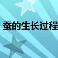 蚕的生长过程怎么画（蚕的生长过程简笔画）