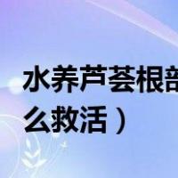 水养芦荟根部腐烂怎么救活（芦荟根部腐烂怎么救活）