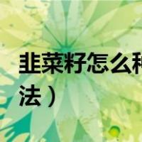 韭菜籽怎么种植方法视频（韭菜种植最简单方法）