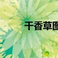 干香草图片 香料（中药香草图片）