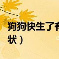 狗狗快生了有什么预兆（狗狗快生了有什么症状）
