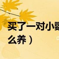 买了一对小鹦鹉怎么养好（买了一对小鹦鹉怎么养）