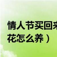 情人节买回来的玫瑰花怎么养（买回来的玫瑰花怎么养）