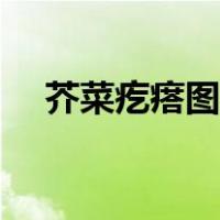 芥菜疙瘩图片大全大图（芥菜疙瘩图片）