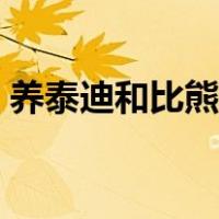 养泰迪和比熊哪个省心（比熊和泰迪哪个贵）