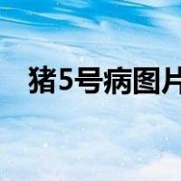 猪5号病图片大全（猪五号病的症状图片）