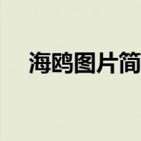 海鸥图片简笔画颜色（海鸥图片简笔画）