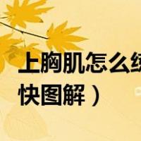 上胸肌怎么练最快图解女生（上胸肌怎么练最快图解）