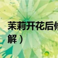 茉莉开花后修剪方法图解（茉莉开花后剪枝图解）