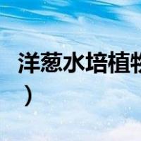 洋葱水培植物生长过程图（水培洋葱盆景图片）