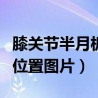膝关节半月板在哪个位置图片（半月板在哪个位置图片）