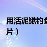 用活泥鳅钓鱼是违法行为（用泥鳅钓鱼挂法图片）