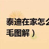 泰迪在家怎么剪毛图解图片（泰迪在家怎么剪毛图解）