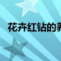 花卉红钻的养殖方法（红钻花的养殖方法）