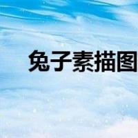 兔子素描图片大全可爱（兔子素描图片）
