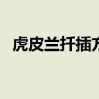 虎皮兰扦插方法和技巧（虎皮兰扦插方法）