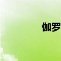 伽罗玩法攻略（伽罗攻略）