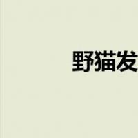 野猫发狂（野猫发情如何赶走）