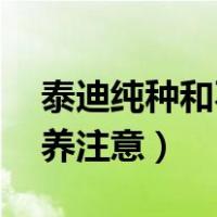 泰迪纯种和不纯图对比（泰迪1到2月幼犬喂养注意）