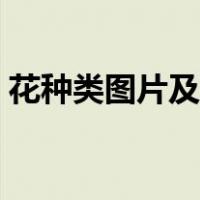 花种类图片及名称花名（花种类图片及名称）