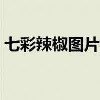 七彩辣椒图片大全大图高清（七彩辣椒图片）