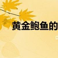 黄金鲍鱼的做法大全（黄金鲍鱼的做法）