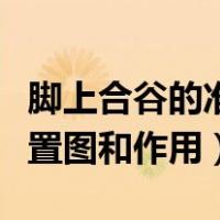 脚上合谷的准确位置图和作用（合谷的准确位置图和作用）