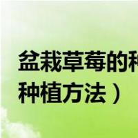 盆栽草莓的种植方法及管理方法（盆栽草莓的种植方法）