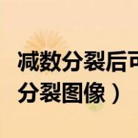 减数分裂后可以进行有丝分裂（减数分裂有丝分裂图像）