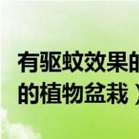 有驱蚊效果的植物盆栽都有哪些（有驱蚊效果的植物盆栽）
