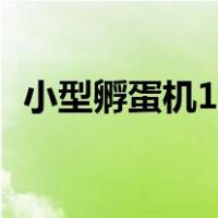 小型孵蛋机10元（自己在家孵小鸡的方法）