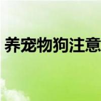 养宠物狗注意事项重点（养宠物狗注意事项）