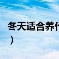 冬天适合养什么花和绿植（冬天适合养什么花）